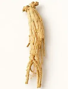 건조삼